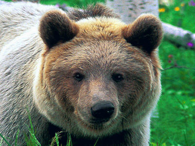 Bulgarian wildlife